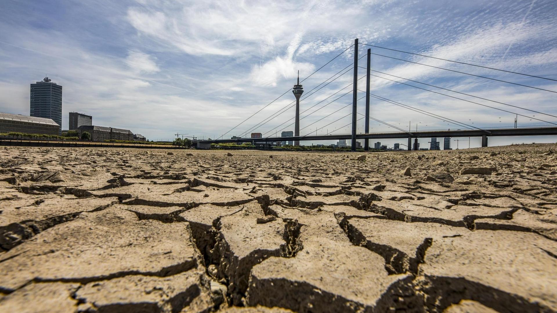 Die Erde am Rhein ist ausgetrocknet und rissig. Die Erde am Rhein ist ausgetrocknet und rissig.