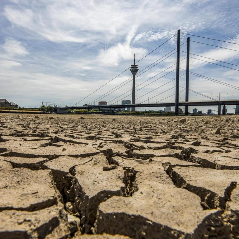 Rhein bei Düsseldorf, extremes Niedrigwasser: Das Flussbett ist trocken, aufgeplatzte Erde im Bildvordergrund, eine Rheinbrücke im Hintergrund.