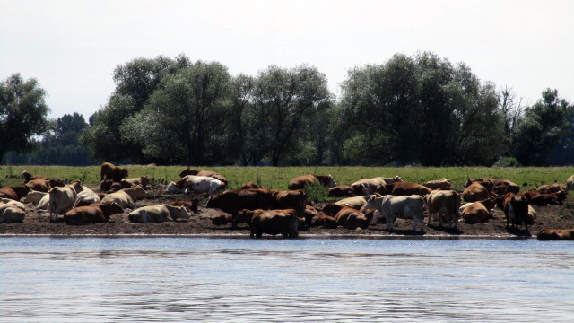 Elbuferidyll mit Rinderherde Elbuferidyll mit Rinderherde