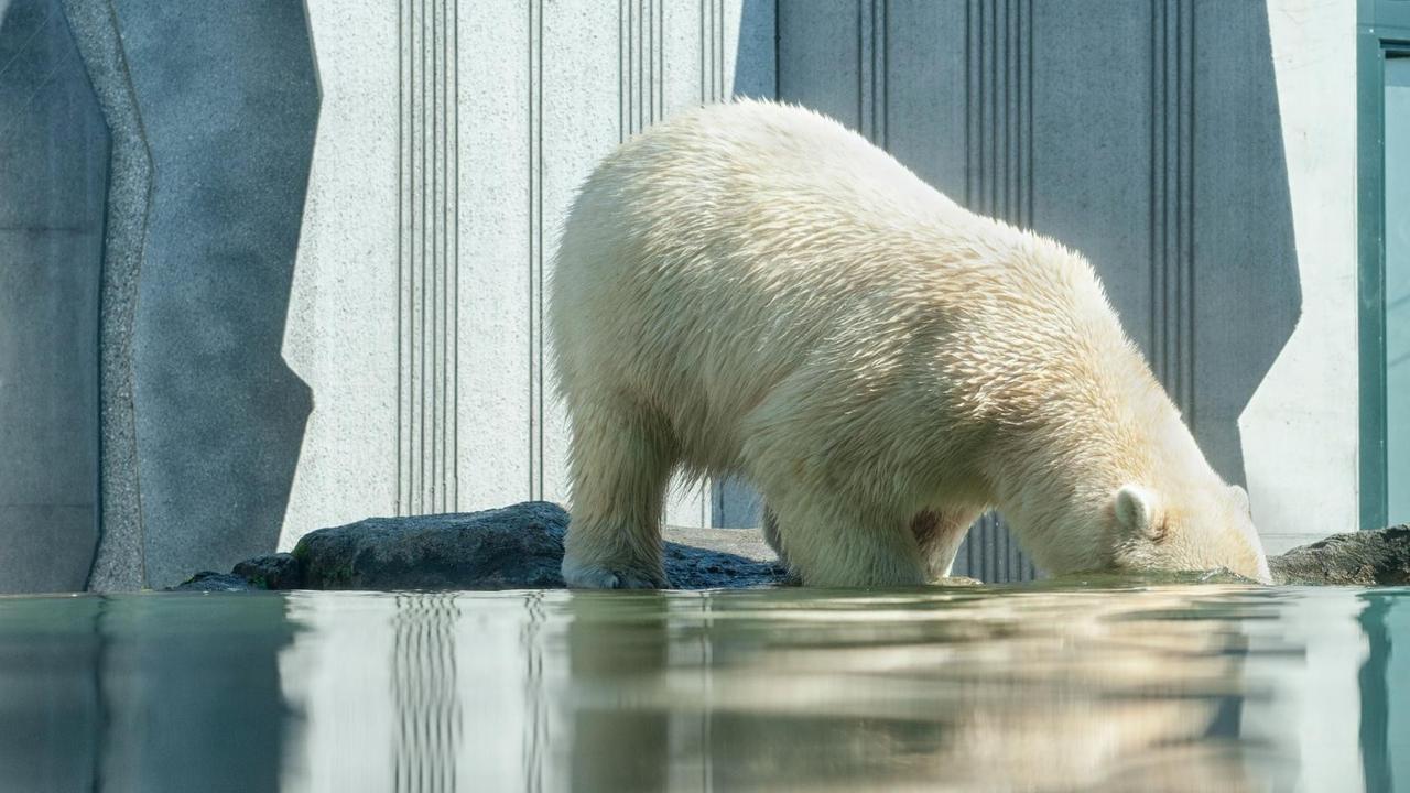 Ein Eisbär taucht mit seinem Kopf ins Wasser ab.