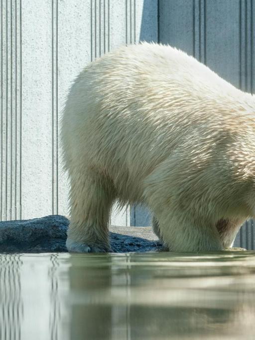 Das Bild zeigt einen Eisbär, der mit dem Kopf unter Wasser taucht. Die Eisbären am Nordpol leiden sehr unter dem Klimawandel und dem schmelzendem Eis. 