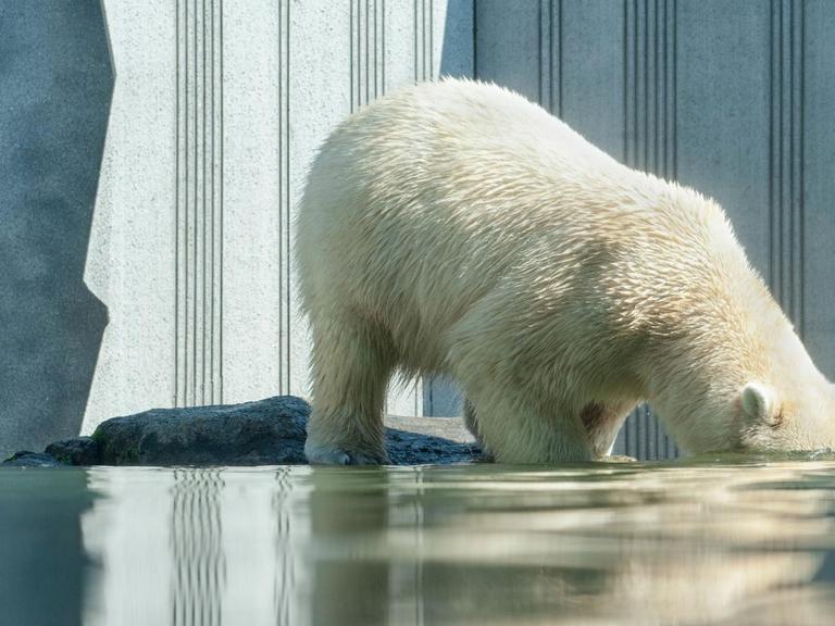 Das Bild zeigt einen Eisbär, der mit dem Kopf unter Wasser taucht. Die Eisbären am Nordpol leiden sehr unter dem Klimawandel und dem schmelzendem Eis. 