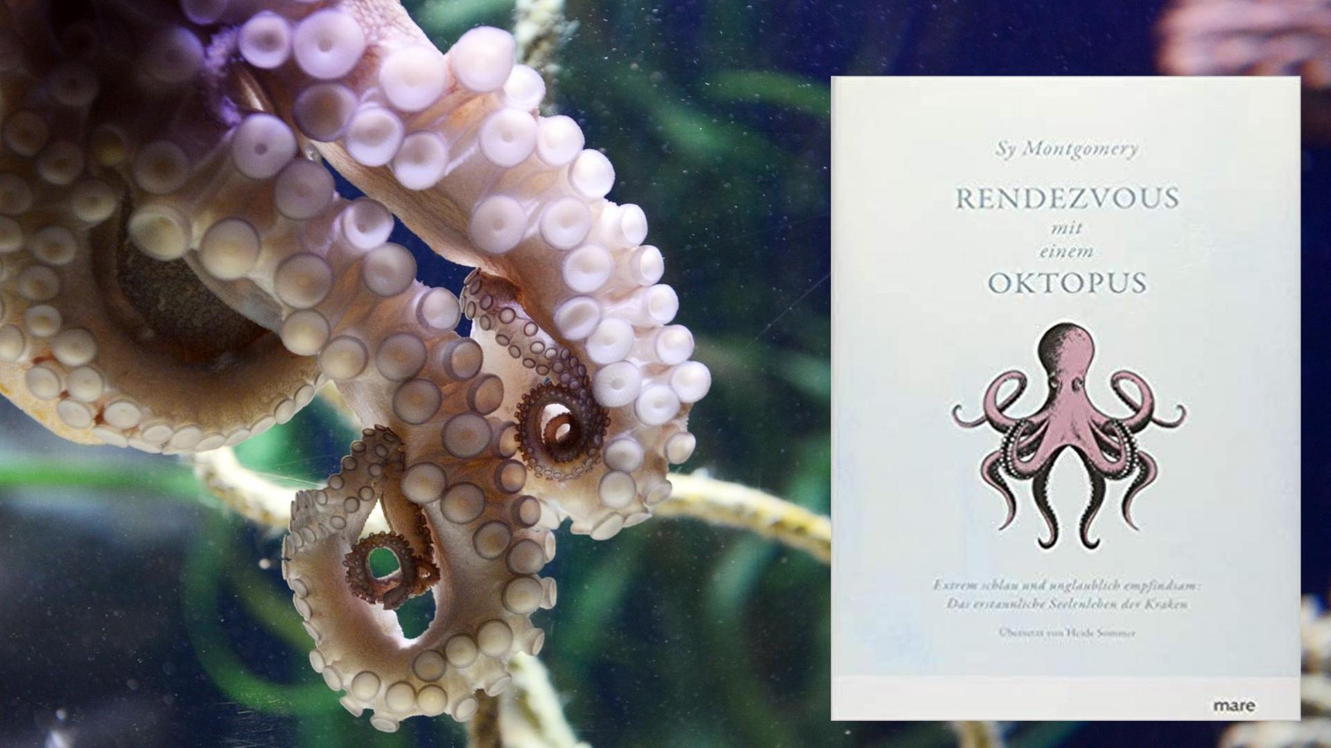 Buchcover "Rendevous mit einem Oktopus" und Oktopus Buchcover "Rendevous mit einem Oktopus" und Oktopus