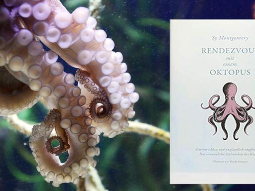 Buchcover "Rendevous mit einem Oktopus" und Oktopus