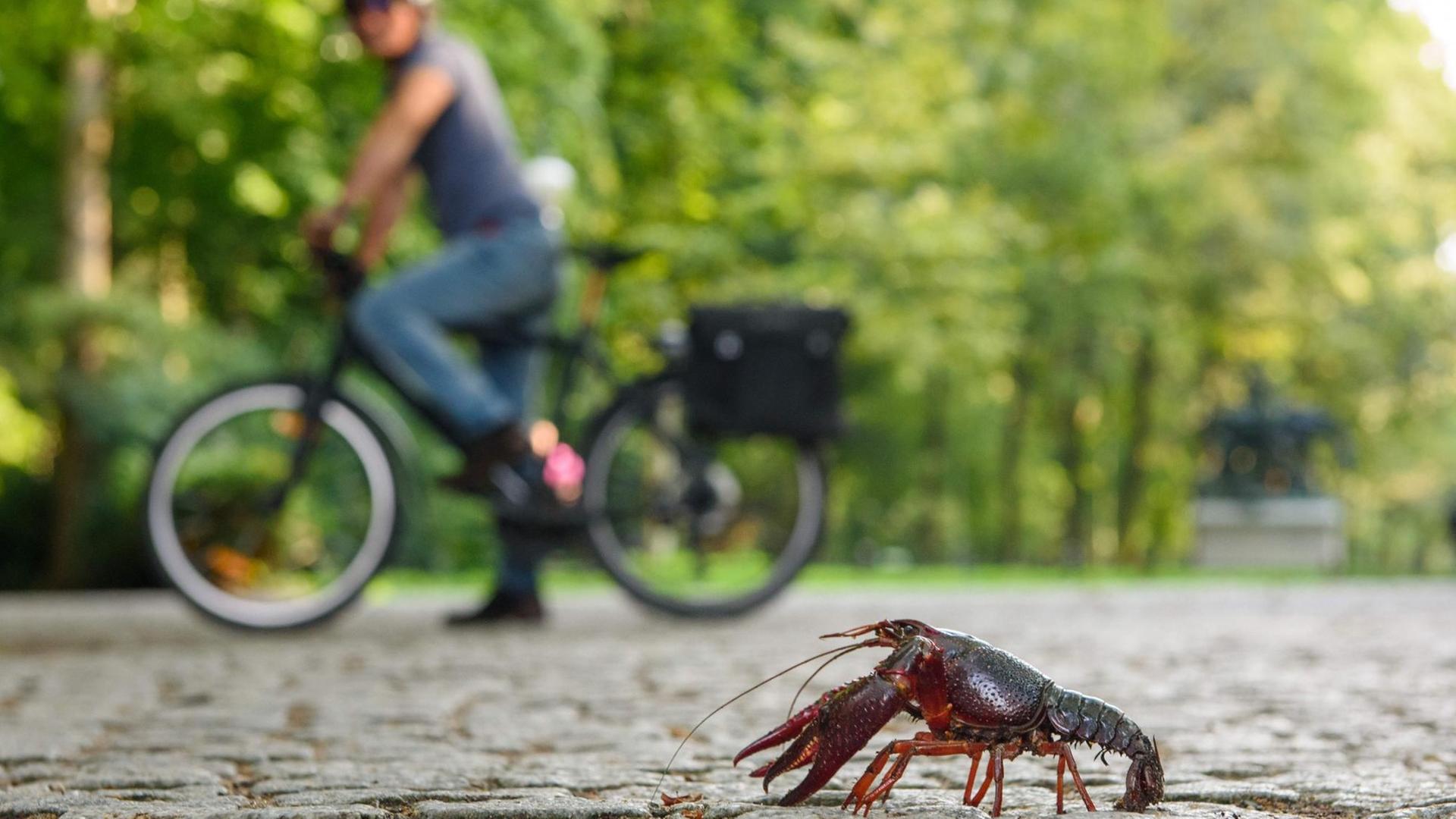 Ein Fahrradfahrer beobachtet im Tiergarten in Berlin einen roten amerikanischen Sumpfkrebs (Procambarus clarkii) auf einem Weg.