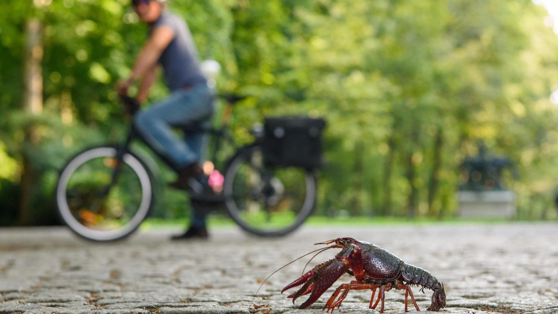 Ein Fahrradfahrer beobachtet im Tiergarten in Berlin einen roten amerikanischen Sumpfkrebs (Procambarus clarkii) auf einem Weg. Ein Fahrradfahrer beobachtet im Tiergarten in Berlin einen roten amerikanischen Sumpfkrebs (Procambarus clarkii) auf einem Weg.