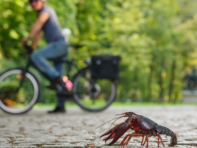 Ein Fahrradfahrer beobachtet im Tiergarten in Berlin einen roten amerikanischen Sumpfkrebs (Procambarus clarkii) auf einem Weg.