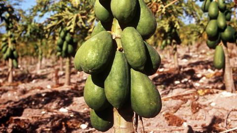 Ein Papaya-Baum der Sorte "Carica" mit reifen Früchten auf einer Plantage auf Kuba.