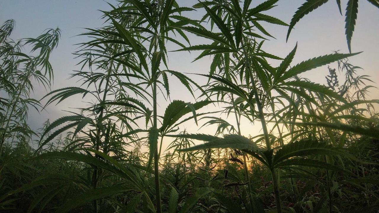 Eine Cannabis Plantage bei Sonnenuntergang. Eine Cannabis Plantage bei Sonnenuntergang.