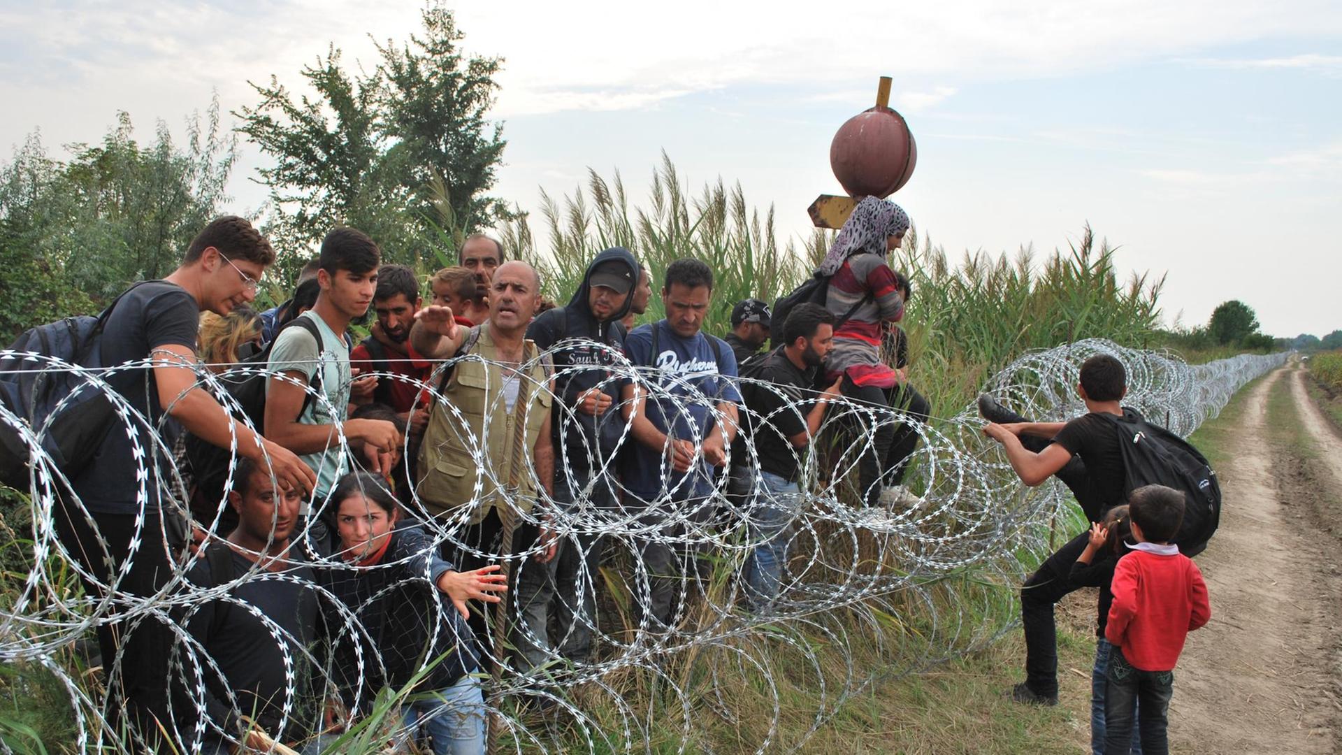 Syrische Flüchtlinge versuchen am 25.08.2015 von der serbischen Seite den Grenzzaun an der ungarisch-serbischen Grenze bei Röszke zu überwinden.