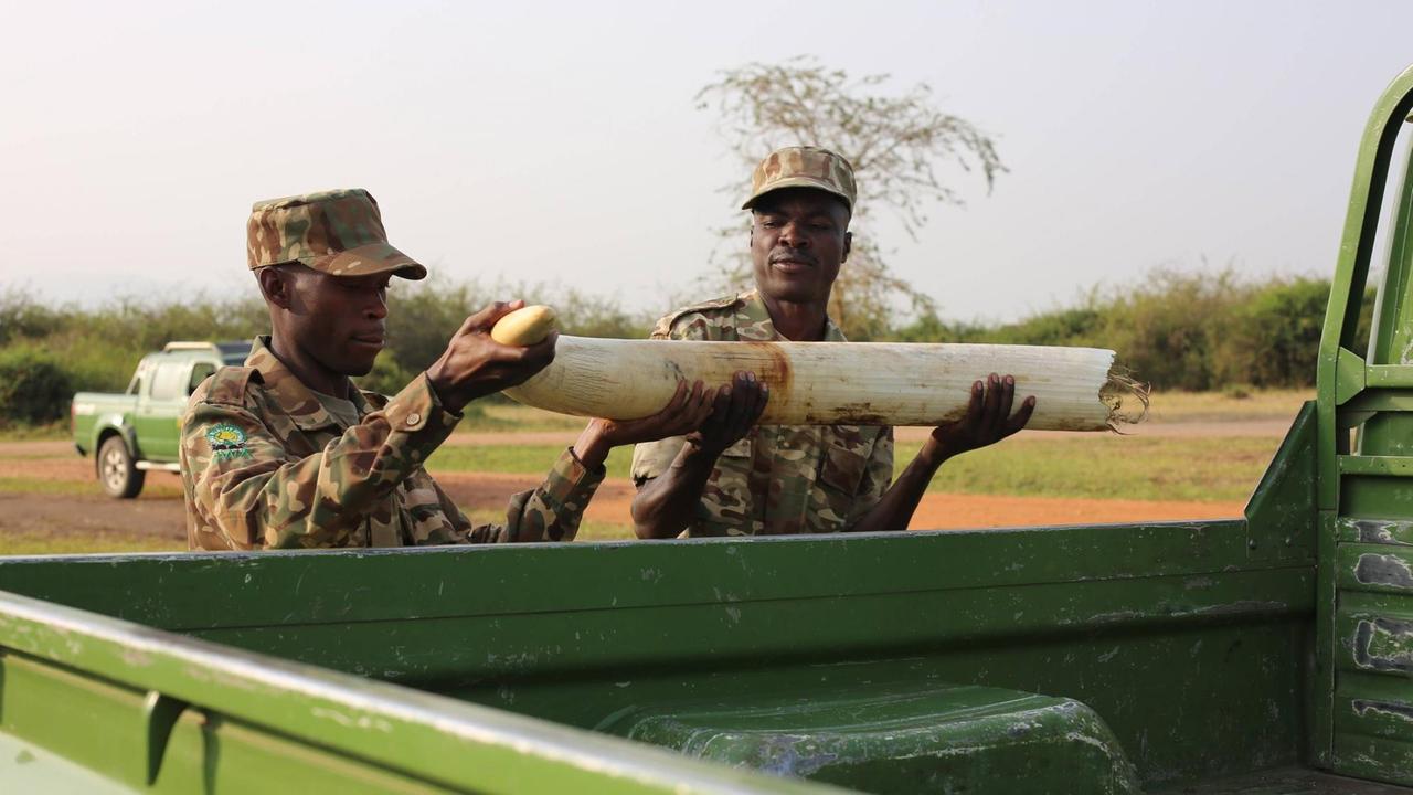 Ranger laden im Queen-Elizabeth-Nationalpark einen Elefanten-Stoßzahn, der Wilderern abgenommen wurde, auf die Ladefläche ihres Jeeps. Ranger laden im Queen-Elizabeth-Nationalpark einen Elefanten-Stoßzahn, der Wilderern abgenommen wurde, auf die Ladefläche ihres Jeeps.