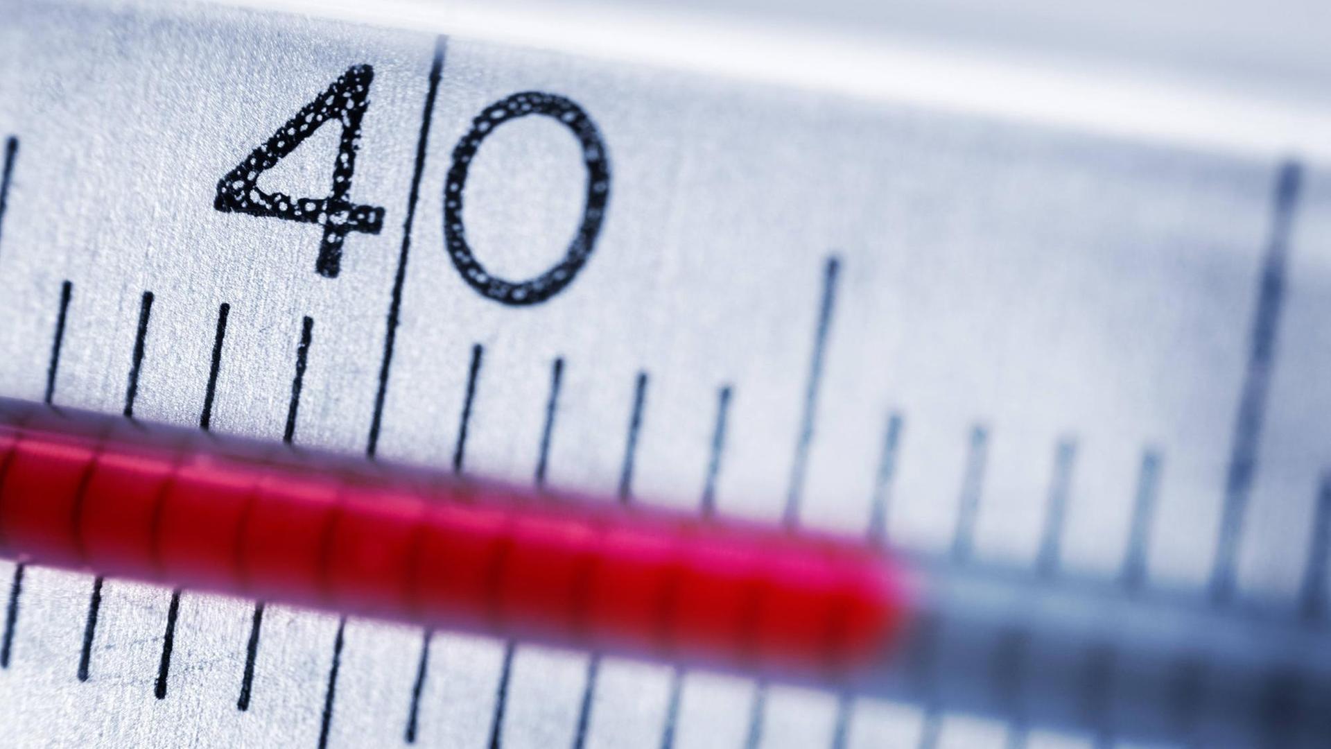 Auf einem Fieberthermometer werden über 40 Grad Fieber angezeigt. Auf einem Fieberthermometer werden über 40 Grad Fieber angezeigt.