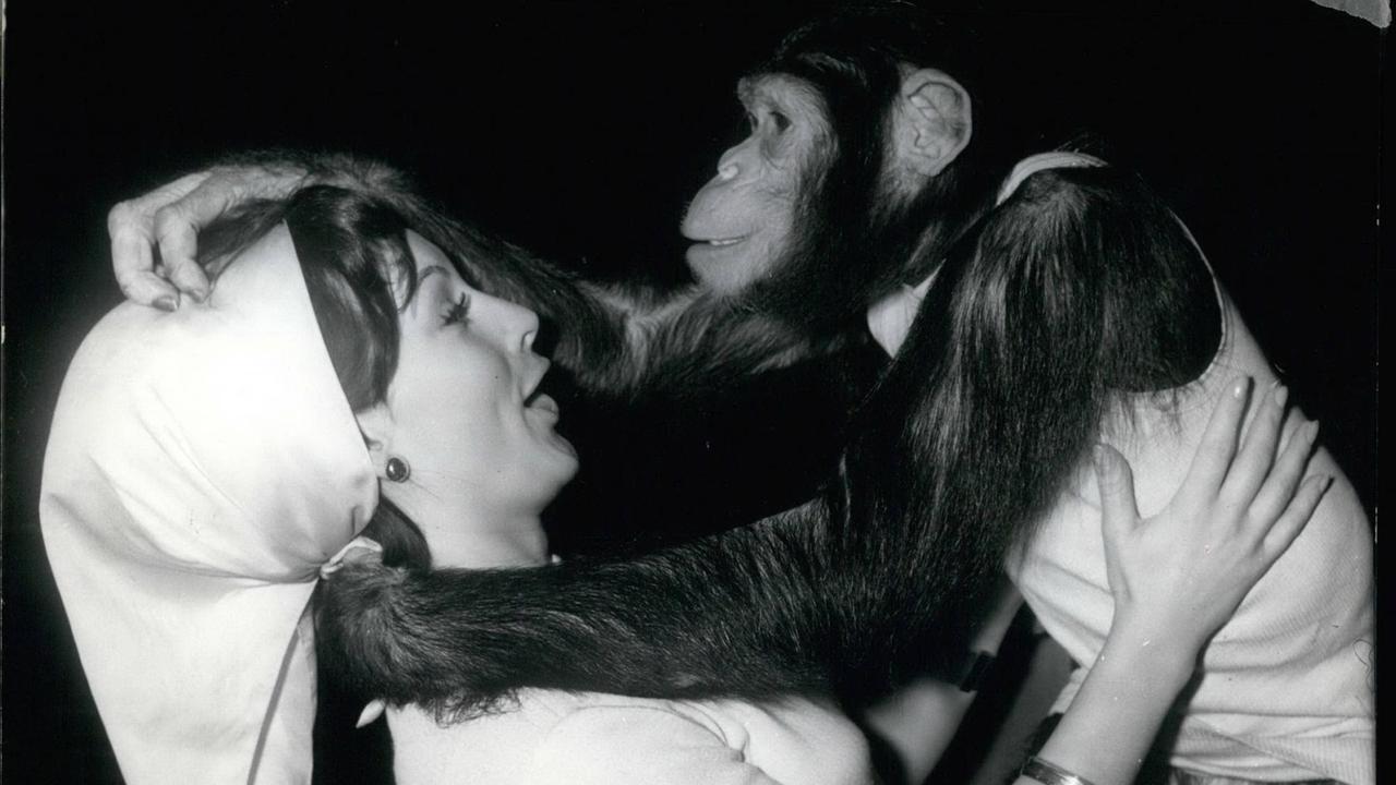 12. Dezember 1965 - Außer sich vor Freude......war Schimpanse Petermann...</p>

                        <a href=