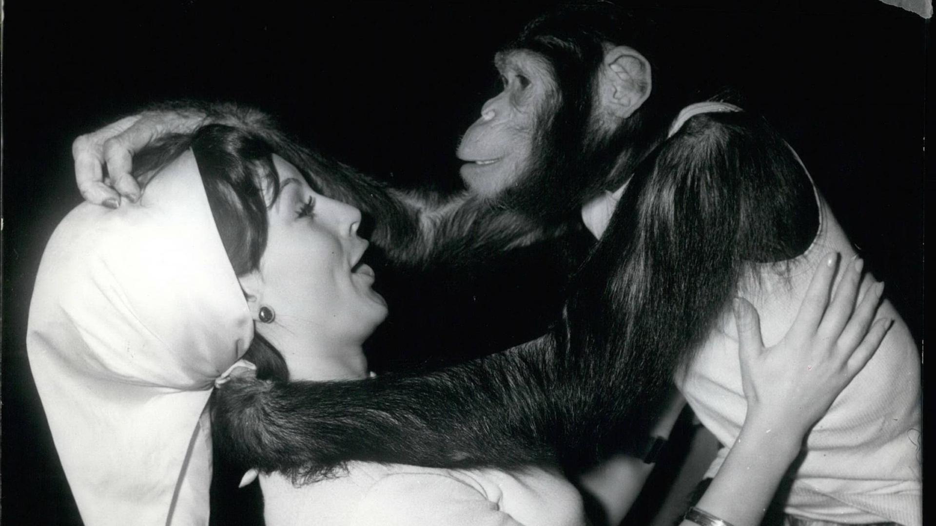 12. Dezember 1965 - Außer sich vor Freude......war Schimpanse Petermann, als er die hübsche Gilla Gottehardt sah, die ihn manchmal im Kölner Zoo besuchte. Ehe sie sich versah, wurde die junge Schlagersängerin heftig umarmt.