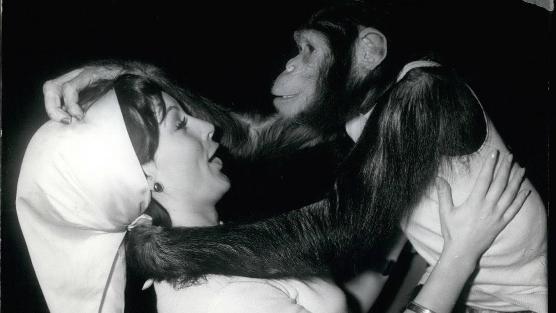 12. Dezember 1965 - Außer sich vor Freude......war Schimpanse Petermann, als er die hübsche Gilla Gottehardt sah, die ihn manchmal im Kölner Zoo besuchte. Ehe sie sich versah, wurde die junge Schlagersängerin heftig umarmt. 12. Dezember 1965 - Außer sich vor Freude......war Schimpanse Petermann, als er die hübsche Gilla Gottehardt sah, die ihn manchmal im Kölner Zoo besuchte. Ehe sie sich versah, wurde die junge Schlagersängerin heftig umarmt.