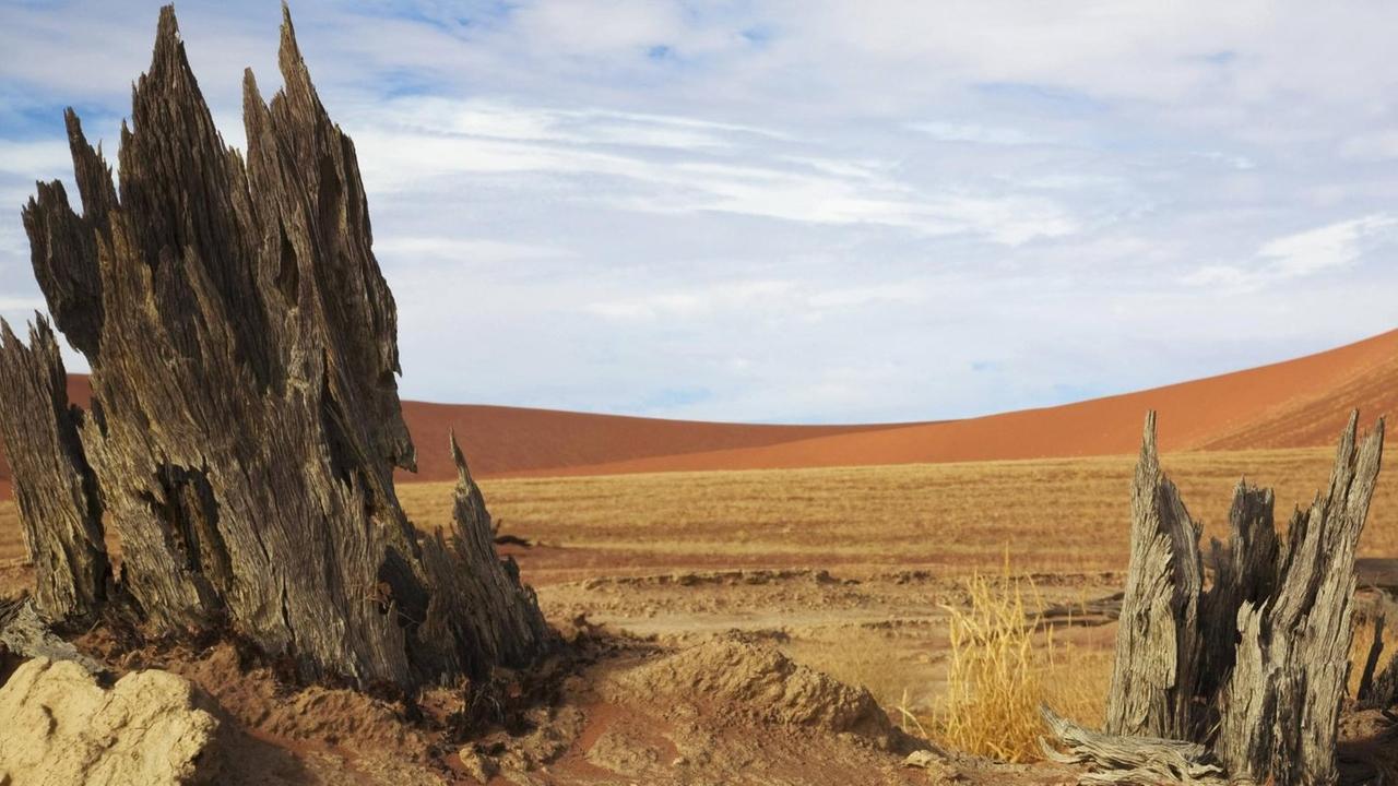 Baumreste in der Wüste in Namibia Baumreste in der Wüste in Namibia