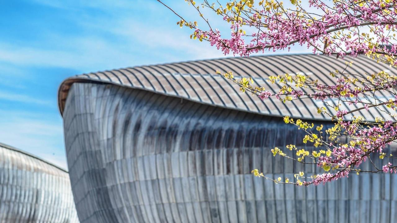 Blick auf das Dach des Auditorium Parco della Musica in Rom, im Vordergrund ein Zweig mit Blüten
