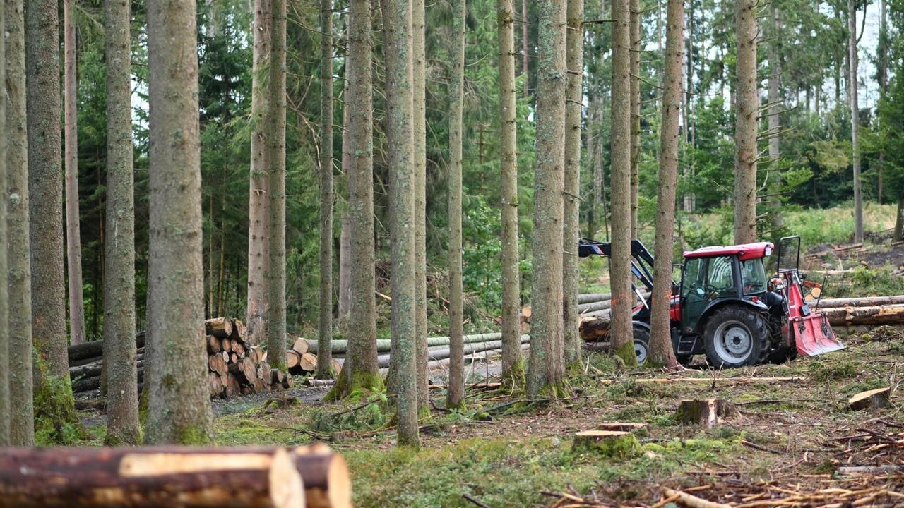 Ein Traktor steht in einem baden-württembergischen Wald neben gefällten Bäumen. 