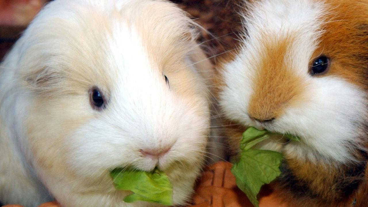 Zwei fressende Meerschweinchen. Zwei fressende Meerschweinchen.