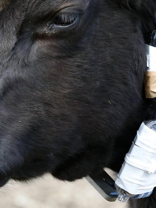 Eine Kuh ist mit einem Dosimeter und GPS-System zu Forschungszwecken versehen. Die Forscher studieren den Einfluss Von Strahlungen aus dem Atomunfall auf die Rinder.
