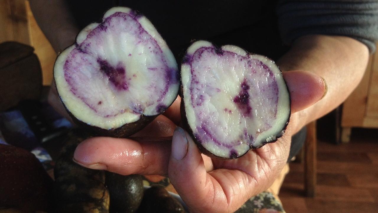 Die Bäuerin Mirna Salivia Pérez zeigt bunte heimische Kartoffeln, "papas nativas" genannt Die Bäuerin Mirna Salivia Pérez zeigt bunte heimische Kartoffeln, "papas nativas" genannt
