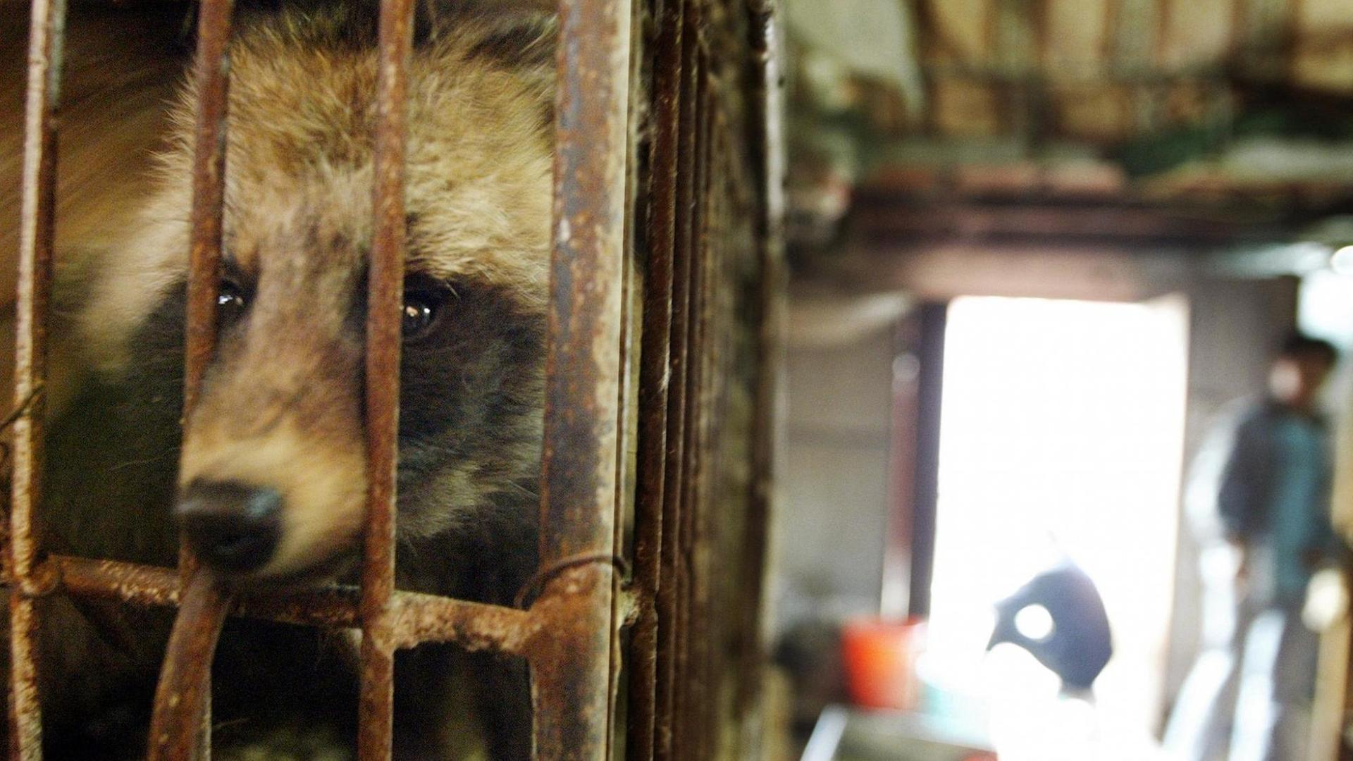 Ein Marderhund in einem Käfig in der chinesischen Guangzhou