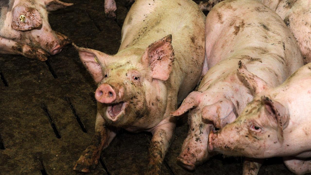 Zu sehen sind Schweine in einem Mastbetrieb.