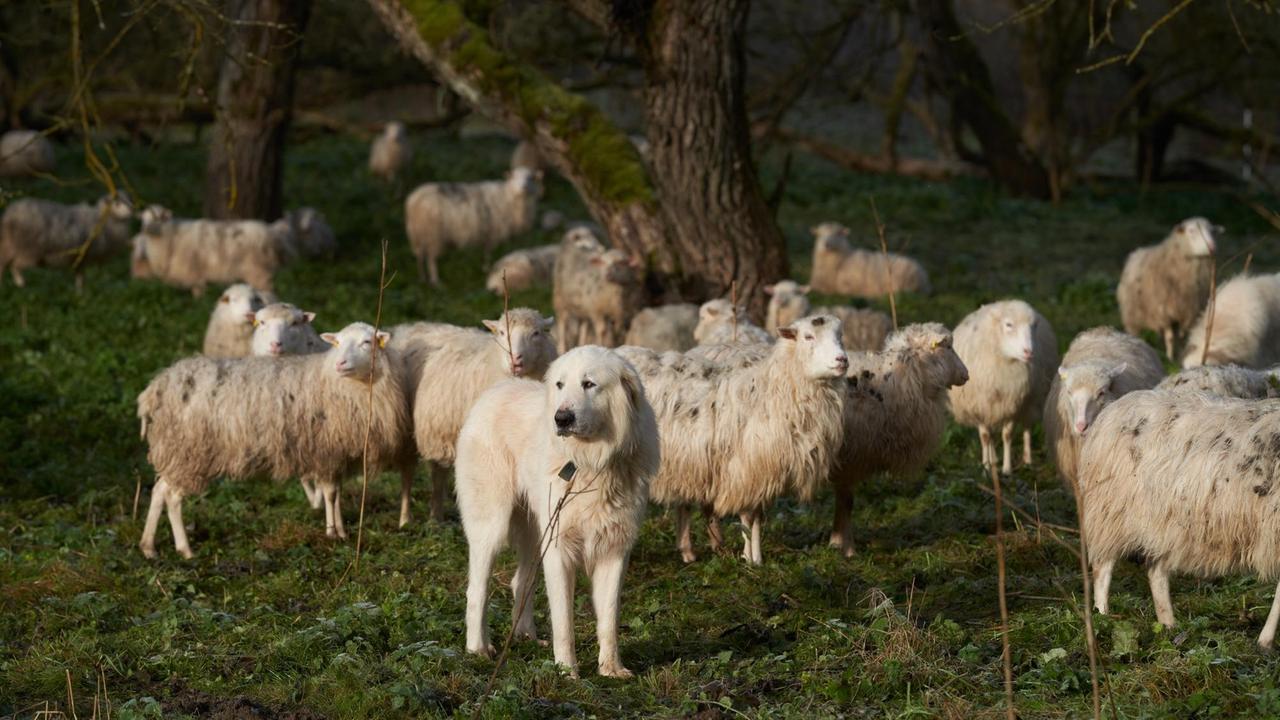 (Ein Pyrenäen-Berghund steht vor einer Schafherde) Ein Pyrenäen-Berghund, patrouilliert um eine Schafherde in der Eifel. Wölfe wagen sich auch wieder nach Rheinland-Pfalz vor und reißen hier auch Schafe. Besondere Herdenschutzhunde sollen das verhindern.