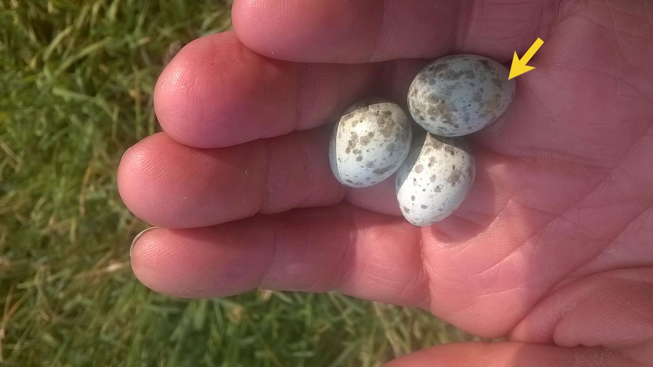 Sumpfrohrsängereier mit Eigelbspuren auf einem Ei.