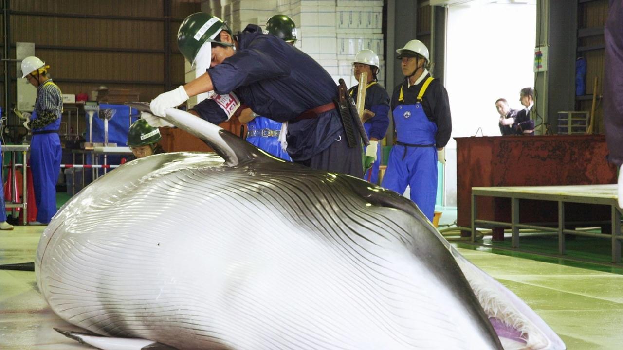Ein toter Wal wird am Hafen von Hokkaido in Japan begutachtet.