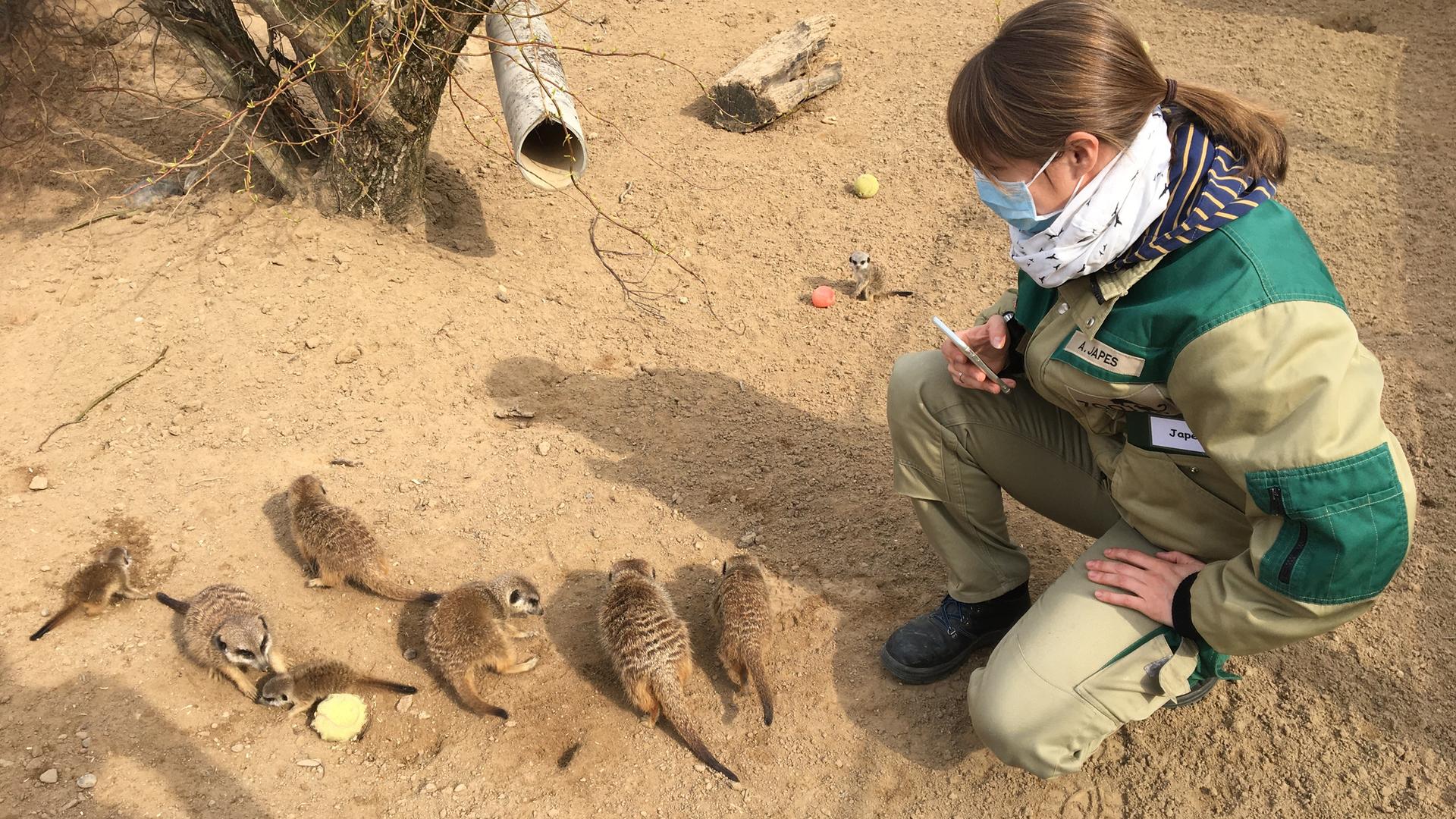 Eine Frau kniet im Erdmännchengehege des Zoos Neuwied, neben ausgewachsenen Erdmännchen sind auch Jungtiere zu sehen. Eine Frau kniet im Erdmännchengehege des Zoos Neuwied, neben ausgewachsenen Erdmännchen sind auch Jungtiere zu sehen.