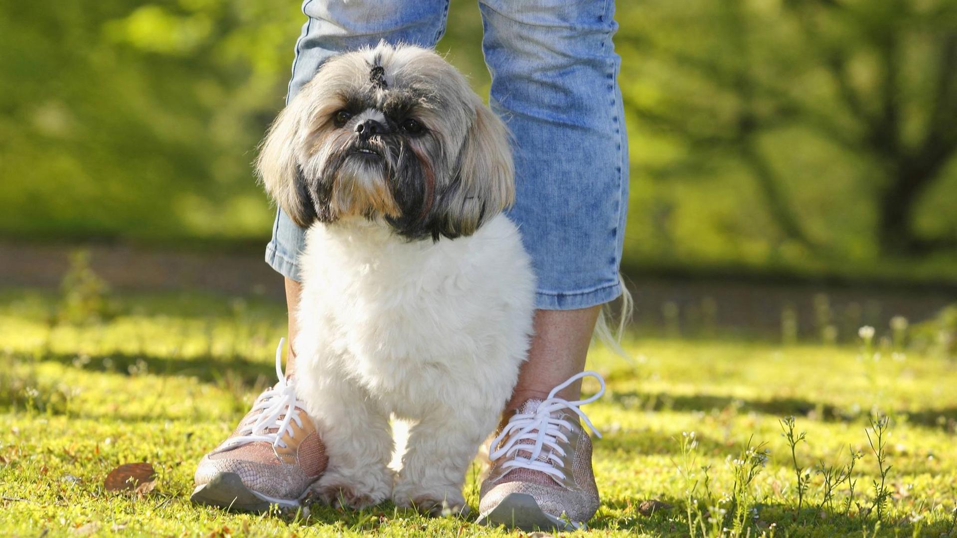 Zwei Jahre alter Rüde (Shih Tzu, Canis lupus f. familiaris), sitzt im Park auf einer Wiese mit seinem Frauchen. Zwei Jahre alter Rüde (Shih Tzu, Canis lupus f. familiaris), sitzt im Park auf einer Wiese mit seinem Frauchen.