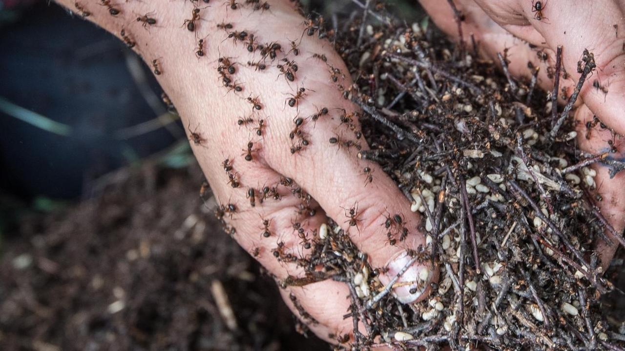 Nur mit ihren Händen hebt die Diplom-Biologin Christina Grätz in einem Wald nahe Birkenwerder ein Ameisenvolk hoch. 