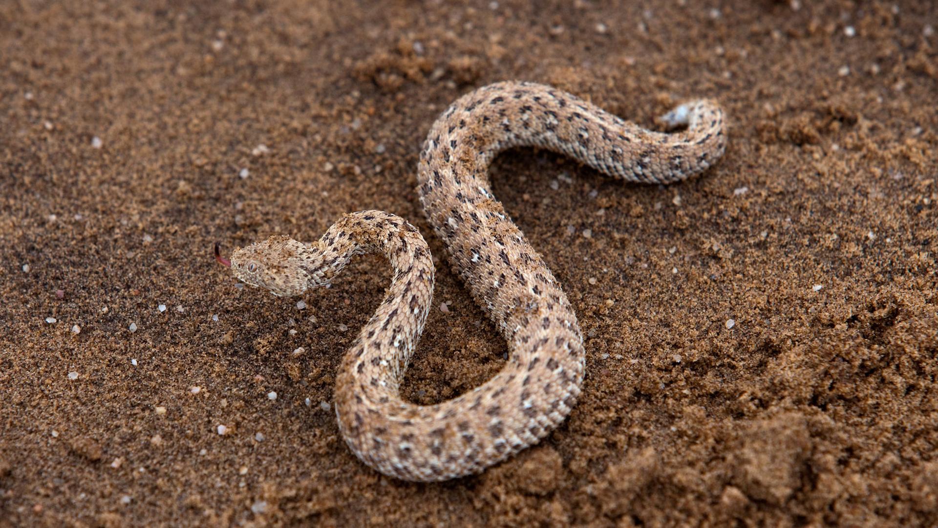 Eine kleine Peringuey Otter bewegt sich im Sand und hinterlässt Spuren, aufgenommen im Hartmannstal im noerdlichen Kaokoveld im Norden von Namibia. Eine kleine Peringuey Otter bewegt sich im Sand und hinterlässt Spuren, aufgenommen im Hartmannstal im noerdlichen Kaokoveld im Norden von Namibia.