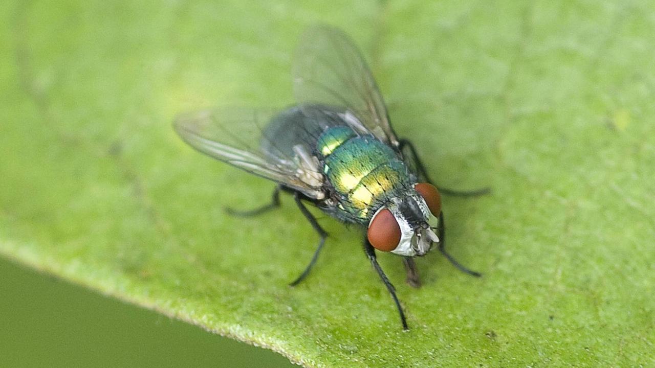 Eine Seidengoldfliege - sie zählt zu den Schmeißfliegen. Eine Seidengoldfliege - sie zählt zu den Schmeißfliegen.