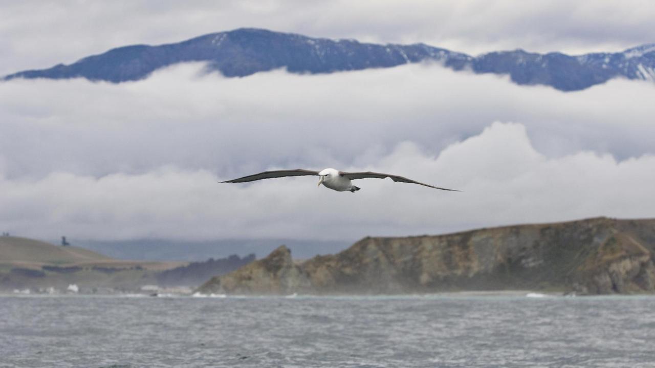 Neuseeländischer Albatros im Flug über das Meer, Kaikoura, Südinsel, Neuseeland, Ozeanien. Neuseeländischer Albatros im Flug über das Meer, Kaikoura, Südinsel, Neuseeland, Ozeanien.