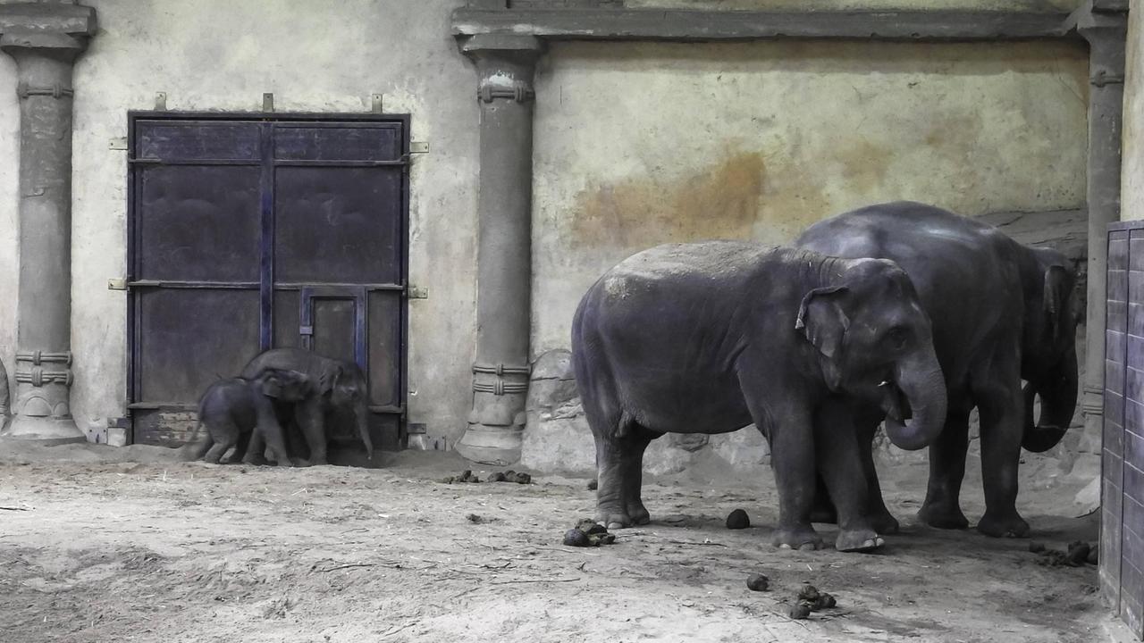 Zwei Elefantenbabys und zwei schon ältere Juzngtiere stehen im mit Säulen gesäumten Elefantengehäge von Hagenbecks in Hamburg. Zwei Elefantenbabys und zwei schon ältere Juzngtiere stehen im mit Säulen gesäumten Elefantengehäge von Hagenbecks in Hamburg.