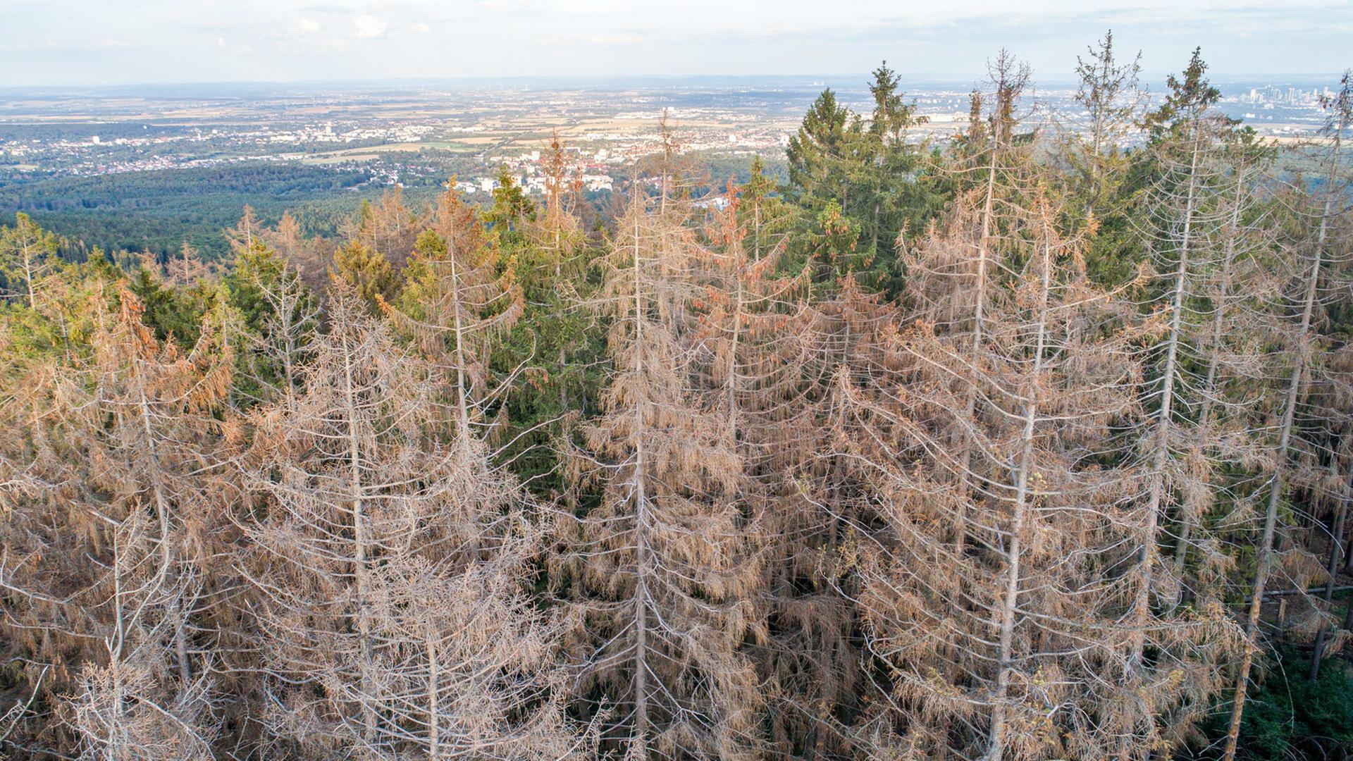 Abgestorbene Fichten stehen im Wald nahe der Altenhöfe im Taunus. Durch die Dürre in diesem und dem vergangenen Sommer sowie den Borkenkäferbefall sind viele Fichten in Deutschland abgestorben.