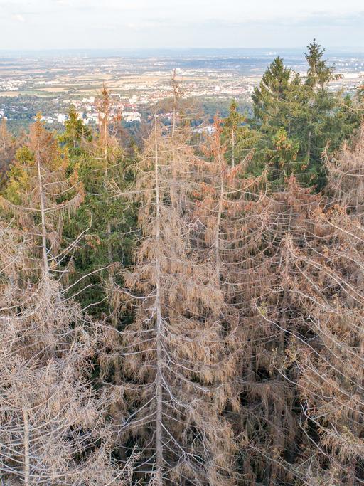 Abgestorbene Fichten stehen im Wald nahe der Altenhöfe im Taunus. Durch die Dürre in diesem und dem vergangenen Sommer sowie den Borkenkäferbefall sind viele Fichten in Deutschland abgestorben.
