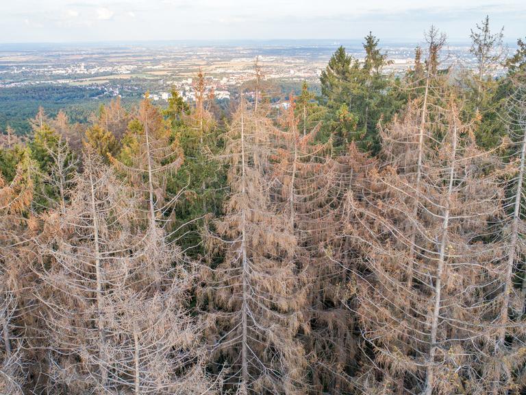 Abgestorbene Fichten stehen im Wald nahe der Altenhöfe im Taunus. Durch die Dürre in diesem und dem vergangenen Sommer sowie den Borkenkäferbefall sind viele Fichten in Deutschland abgestorben.