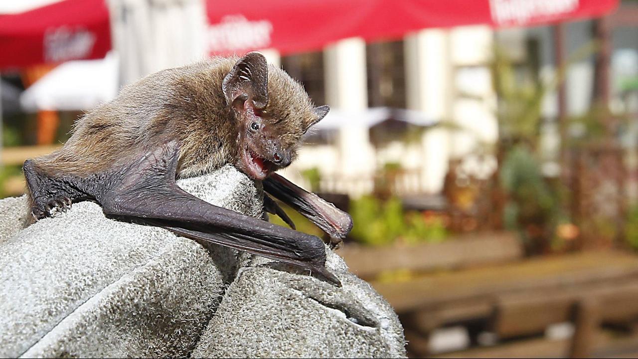 Mückenfledermaus auf einer behandschuhten Hand (04.09.2014 Dessau)
Die hochseltene Mückenfledermaus (Pipistrellus pygmaeus) quartiert sich in den Sonnenschirmen des Restaurants Teehäuschen ein. Seitdem hat der Wirt Peter Wenkebach keine Mücken mehr , da die Tiere Unmengen davon vertilgen. Mückenfledermaus auf einer behandschuhten Hand (04.09.2014 Dessau)
Die hochseltene Mückenfledermaus (Pipistrellus pygmaeus) quartiert sich in den Sonnenschirmen des Restaurants Teehäuschen ein. Seitdem hat der Wirt Peter Wenkebach keine Mücken mehr , da die Tiere Unmengen davon vertilgen.