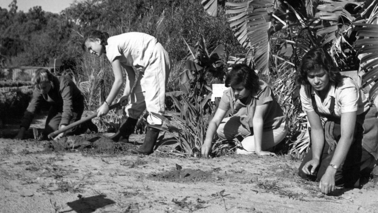 Harte Feldarbeit: Junge Frauen bei der Landarbeit unter der brütenden Sonnen auf dem Feld eines Kibbuz in Israel. (undatierte Aufnahme) Harte Feldarbeit: Junge Frauen bei der Landarbeit unter der brütenden Sonnen auf dem Feld eines Kibbuz in Israel. (undatierte Aufnahme)