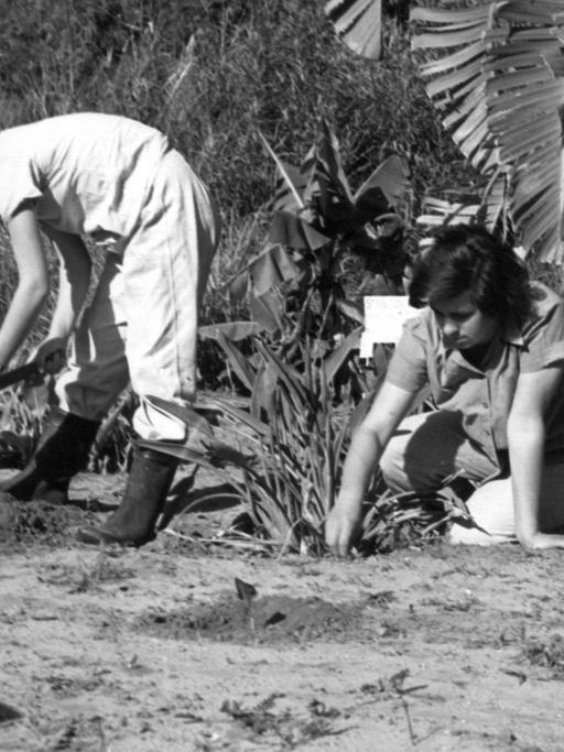 Harte Feldarbeit: Junge Frauen bei der Landarbeit unter der brütenden Sonnen auf dem Feld eines Kibbuz in Israel. (undatierte Aufnahme)