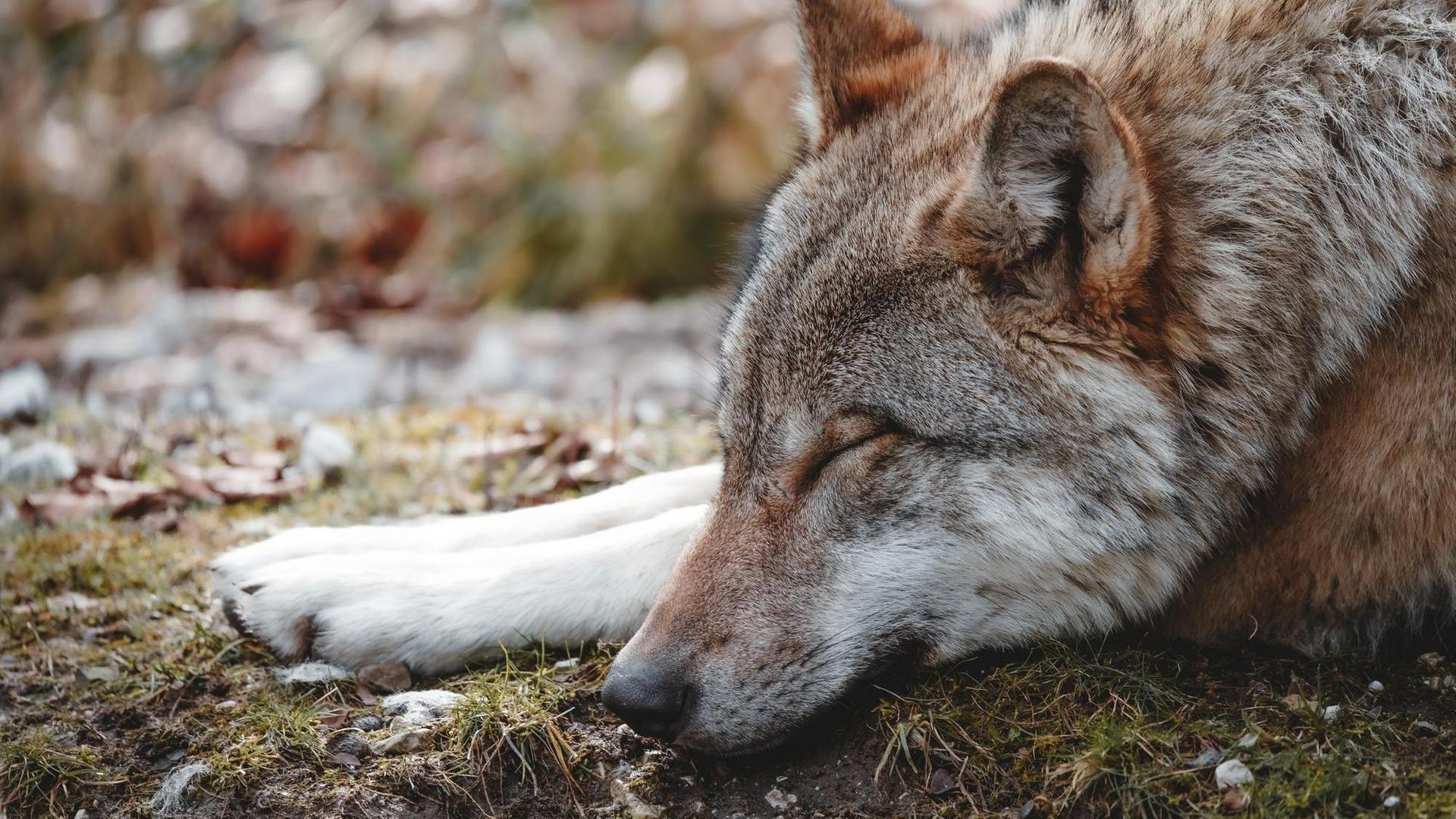 Ein schlafender Wolf Ein schlafender Wolf