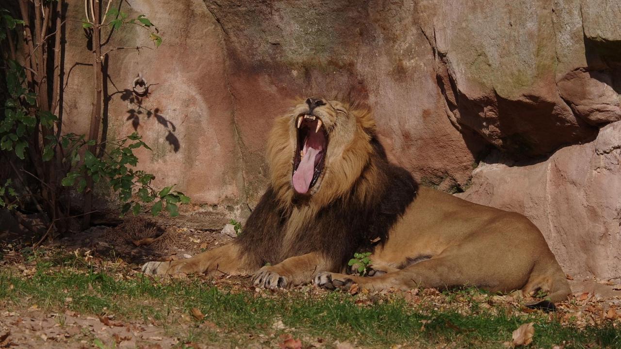 Der Asiatische Löwe Subali liegt mit weit ausgerissenem Maul im Gehege im Tiergarten Nürnberg