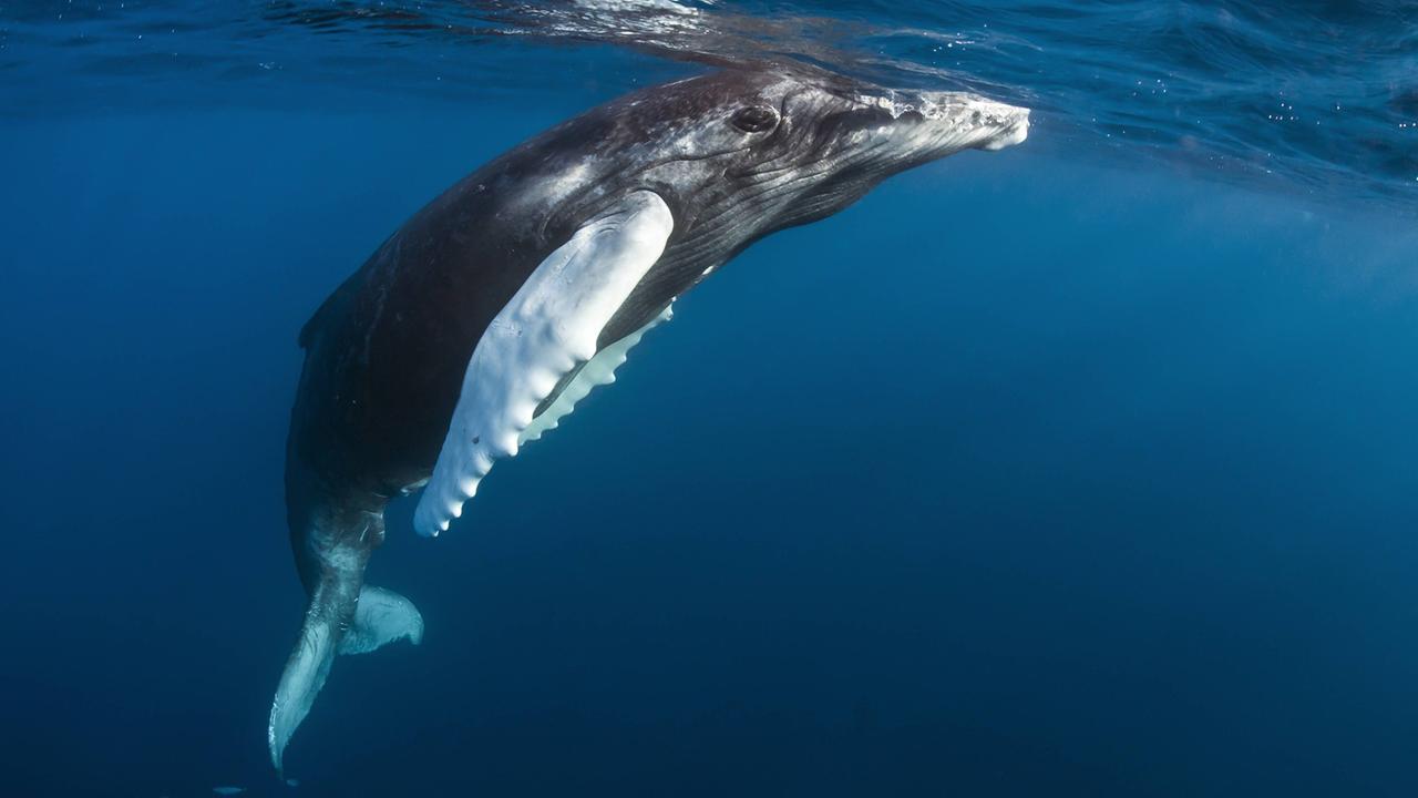 Ein junger Buckelwahl schwimmt im Meer nahe der Dominikanischen Republik. Ein junger Buckelwahl schwimmt im Meer nahe der Dominikanischen Republik.
