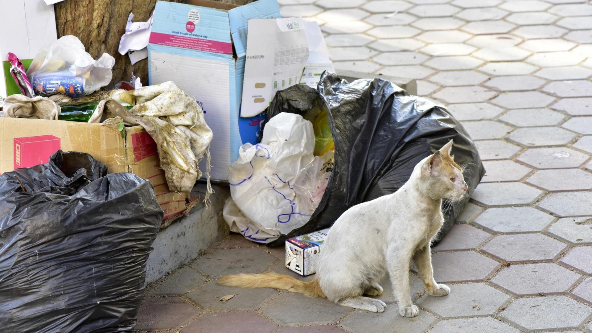Katze steht neben Müllsäcken auf der Straße