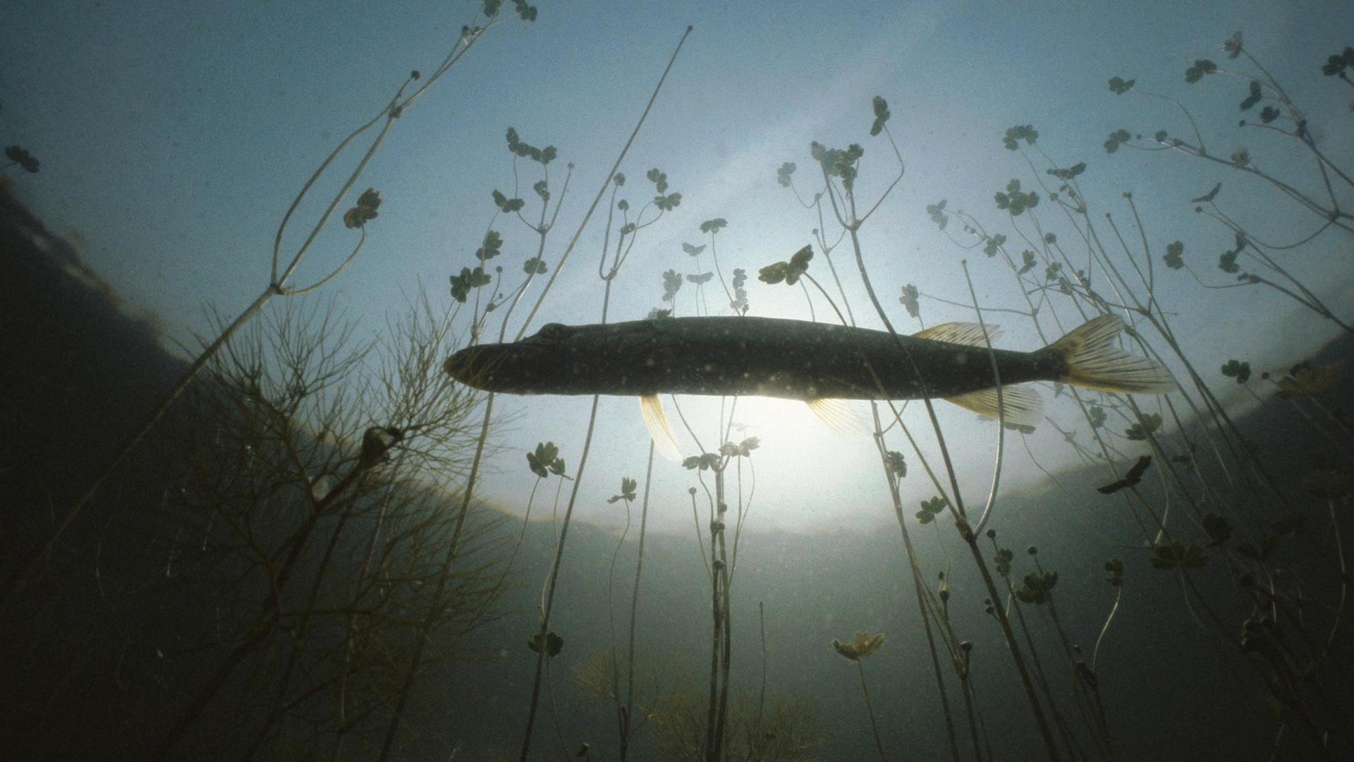 Ein Flusshecht schwimmt durch Gegenlicht an der Wasseroberfläche durch Flussgras. Ein Flusshecht schwimmt durch Gegenlicht an der Wasseroberfläche durch Flussgras.
