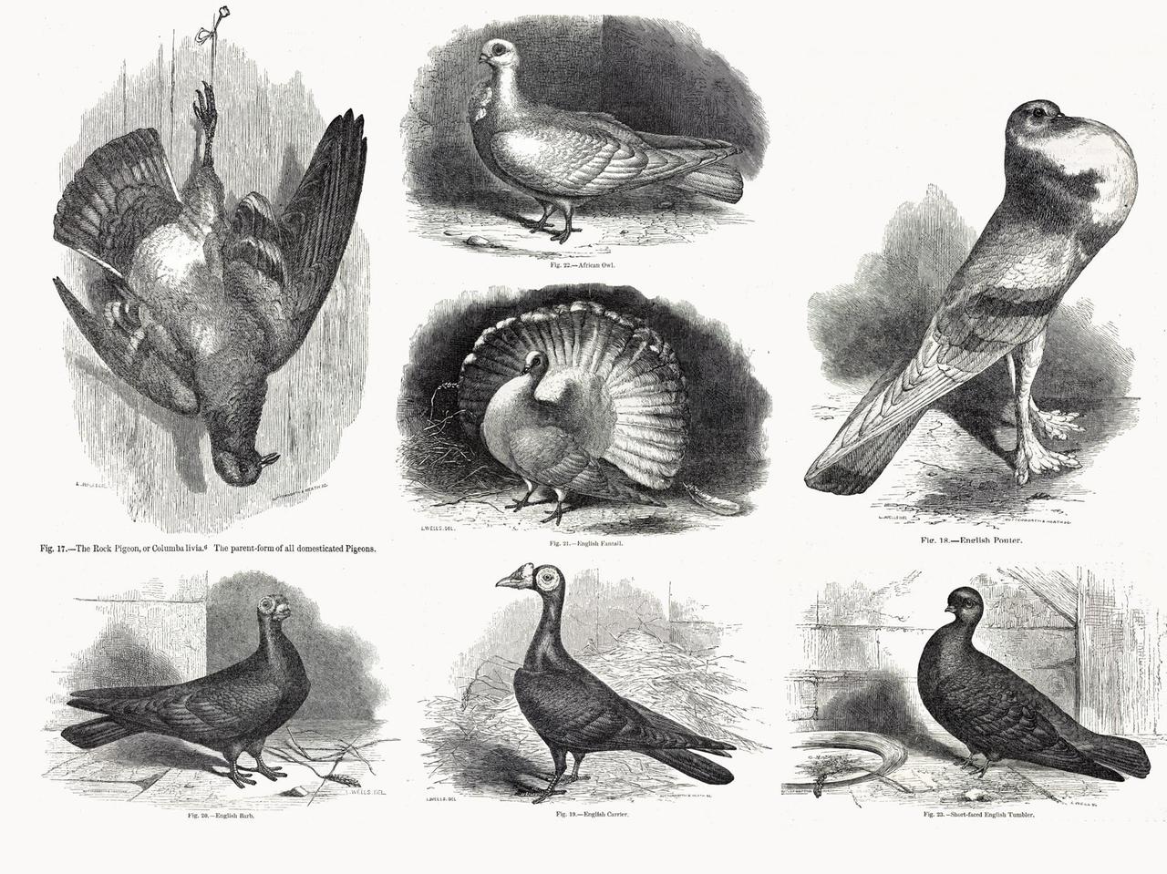 Zusammenstellung von Original-Zeichnungen aus Darwins "Variation in Animals and Plants under Domestication" von 1868: die Felsentaube (oben links) und einige Arten, die durch künstliche Selektion (selektive Züchtung nach Merkmalen) aus der Felsentaube hervorgegangen sind.