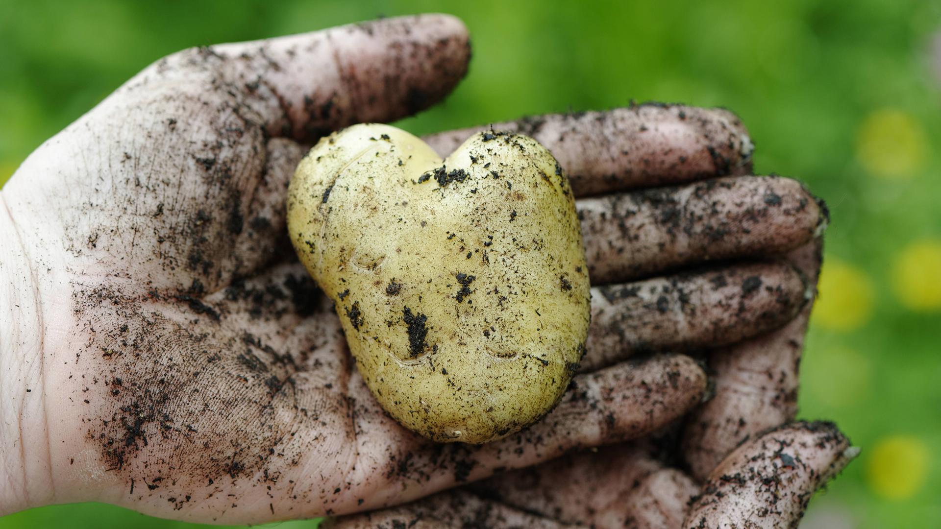 Ein Frau hält eine frisch ausgegrabene Kartoffel in der Hand. Ein Frau hält eine frisch ausgegrabene Kartoffel in der Hand.